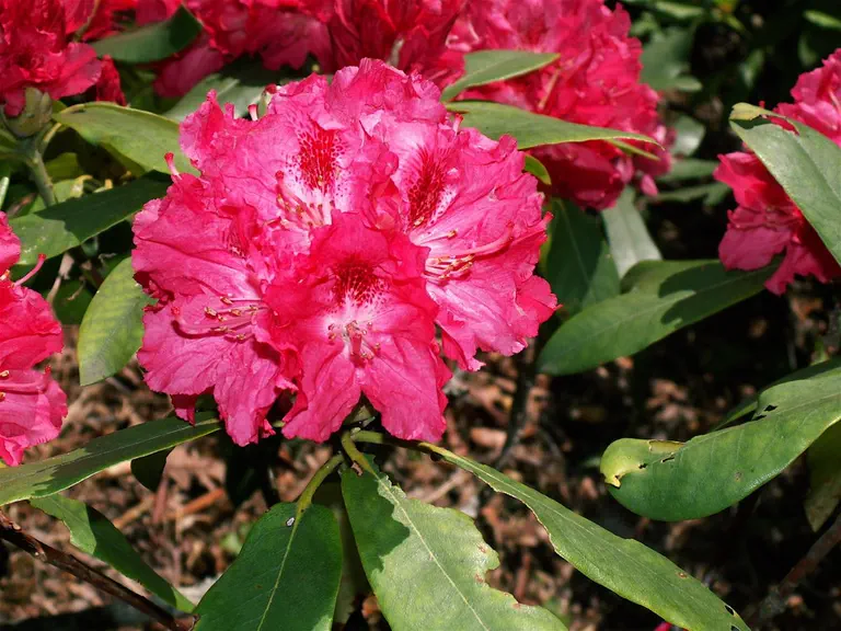 Photo of R. 'Fireball', Rhododendron Hybrid