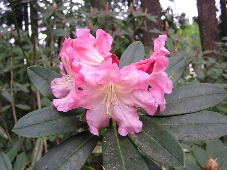 Photo of R. 'Mike Davis', Rhododendron Hybrid