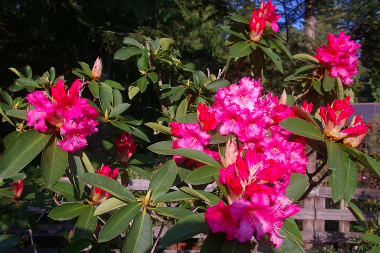 Photo of R. 'Queen Nefertiti', Rhododendron Hybrid