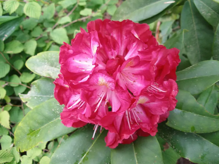 Photo of R. 'Wild Affair', Rhododendron Hybrid
