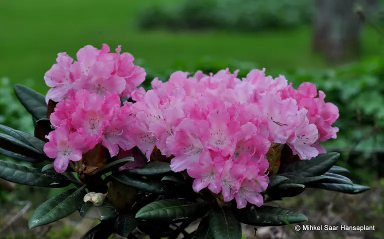 Photo of R. 'Glanzblatt', Rhododendron Hybrid