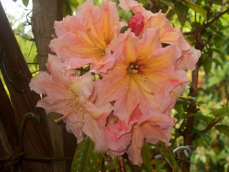 Photo of R. 'Lillian Hodgson', Rhododendron Hybrid