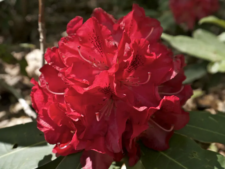 Photo of R. 'Wilgen's Ruby', Rhododendron Hybrid