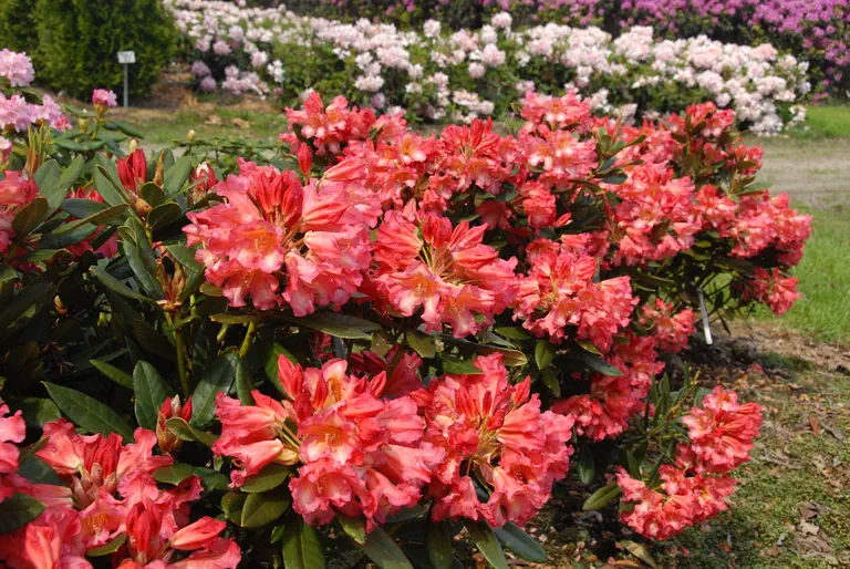 Photo of R. 'Ella', Rhododendron Hybrid