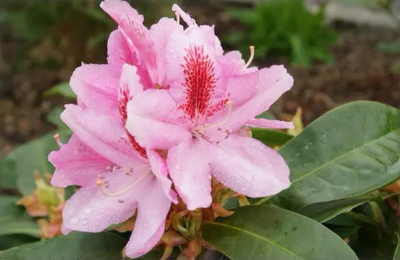 Photo of R. 'Furnivall's Daughter', Rhododendron Hybrid