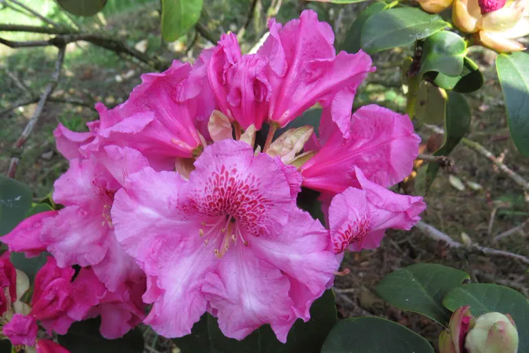 Photo of R. 'Claudius', Rhododendron Hybrid
