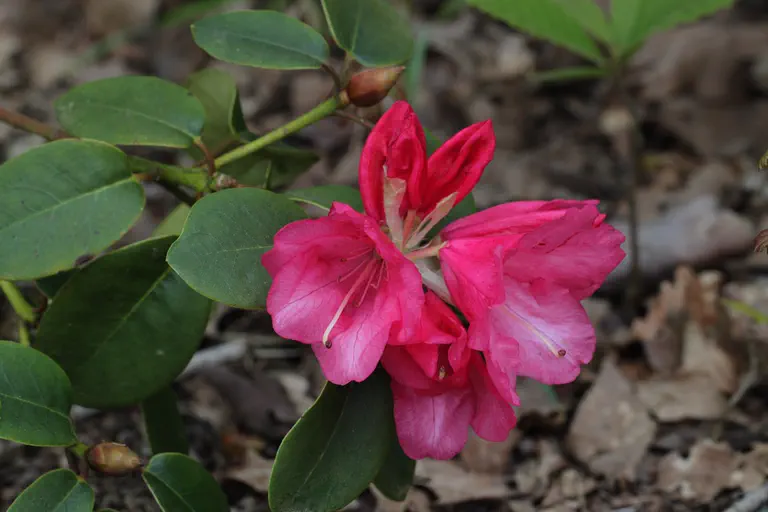 Photo of R. 'Willbrit', Rhododendron Hybrid