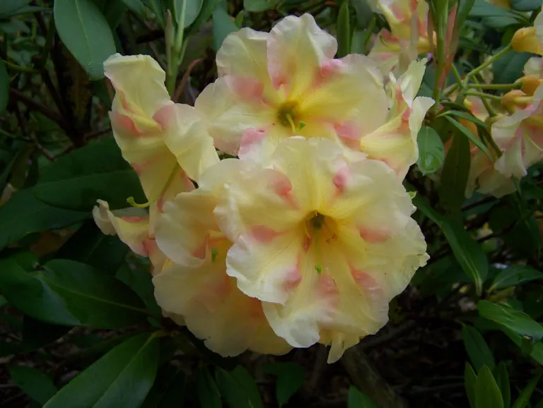 Photo of R. 'Jenny Tabol', Rhododendron Hybrid