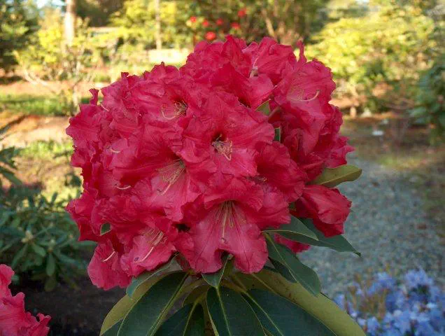 Photo of R. 'Victor Frederick', Rhododendron Hybrid