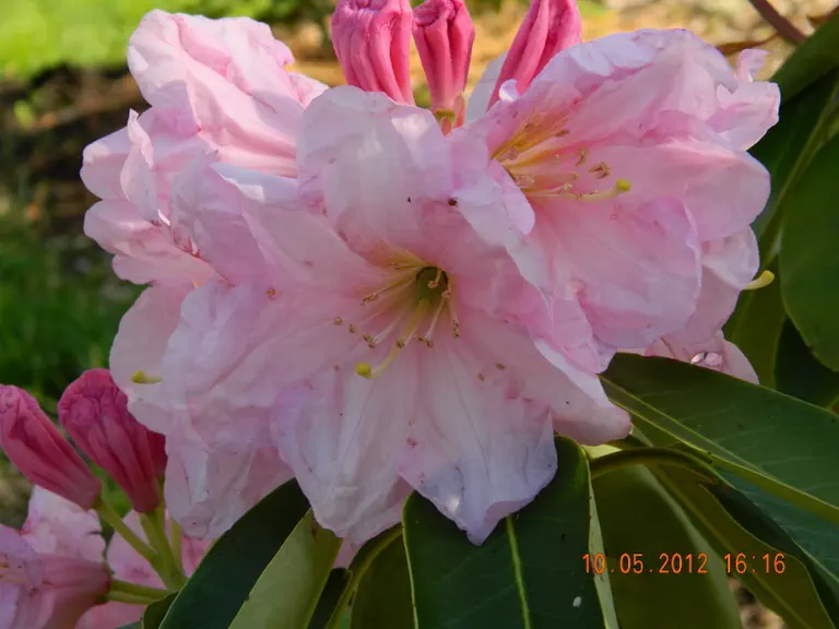 Photo of R. 'Dexter's Peppermint', Rhododendron Hybrid