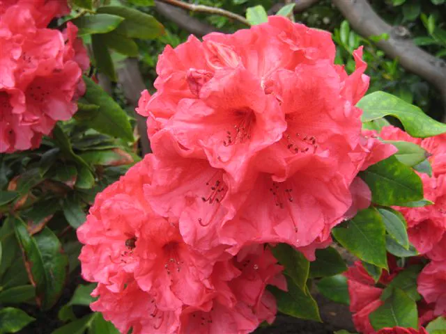 Photo of R. 'Burnaby Centennial', Rhododendron Hybrid