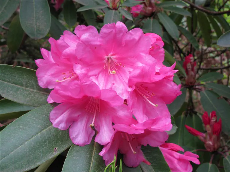 Photo of R. 'Lem's Fluorescent Pink', Rhododendron Hybrid