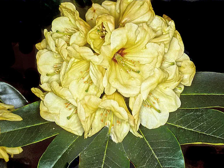 Photo of R. 'Lem's Legacy', Rhododendron Hybrid