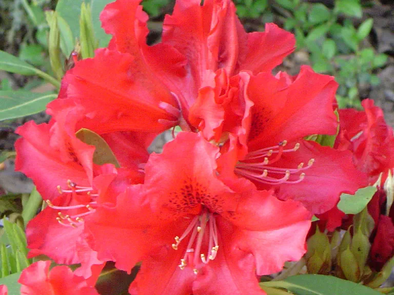 Photo of R. 'Windlesham Scarlet', Rhododendron Hybrid