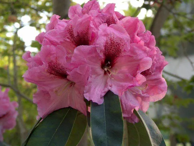 Photo of R. 'Kaleinani', Rhododendron Hybrid