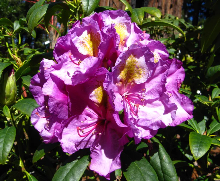 Photo of R. 'Windsor Lad', Rhododendron Hybrid