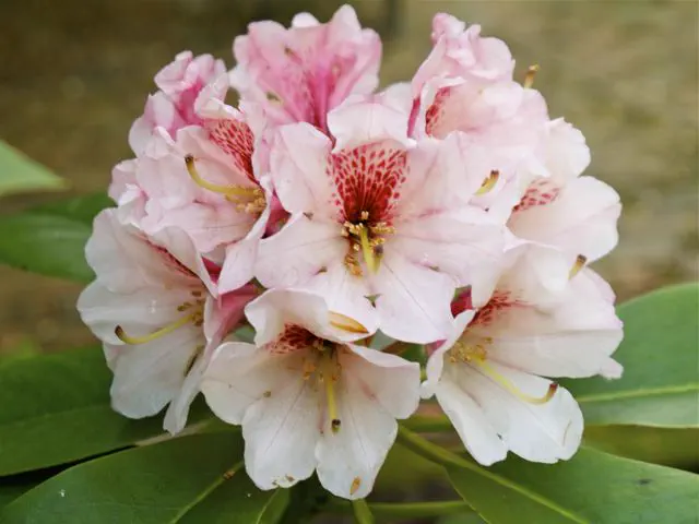 Photo of R. 'Off-shoot', Rhododendron Hybrid