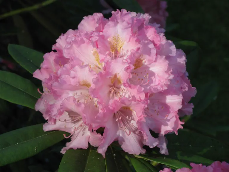 Photo of R. 'Ooh-la-la', Rhododendron Hybrid