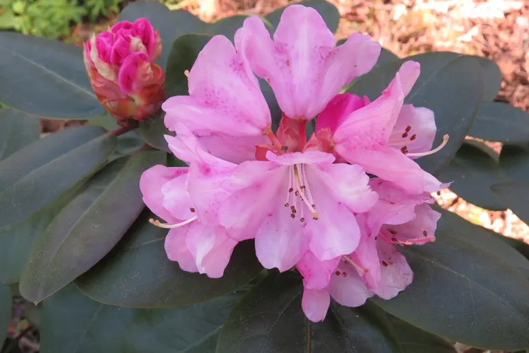 Photo of R. 'Winterpurpur', Rhododendron Hybrid