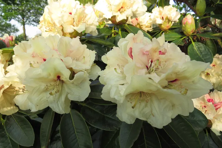 Photo of R. 'Wishmoor', Rhododendron Hybrid