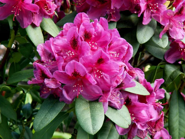 Photo of R. 'Wojnar's Purple', Rhododendron Hybrid