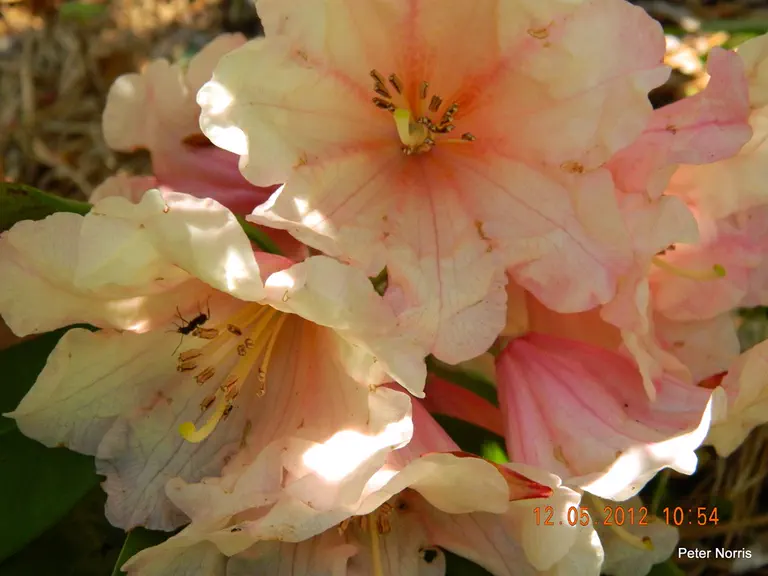 Photo of R. 'Doctor Joseph Rock', Rhododendron Hybrid