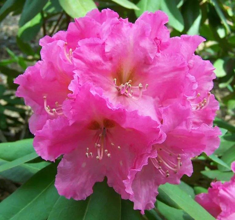 Photo of R. 'Phipps 33', Rhododendron Hybrid