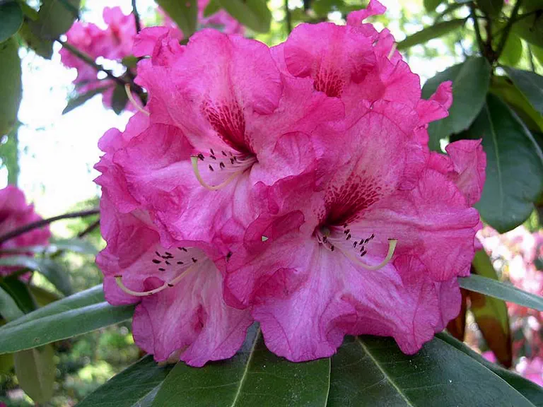 Photo of R. 'Calos', Rhododendron Hybrid