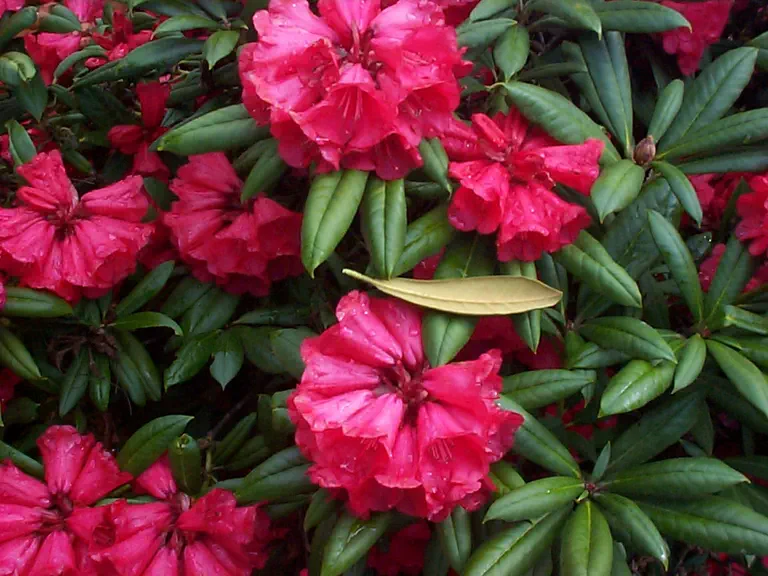 Photo of R. 'yakushimanum x May Day X strigillosum', Rhododendron Hybrid