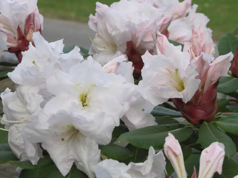 Photo of R. 'Wonderland', Rhododendron Hybrid