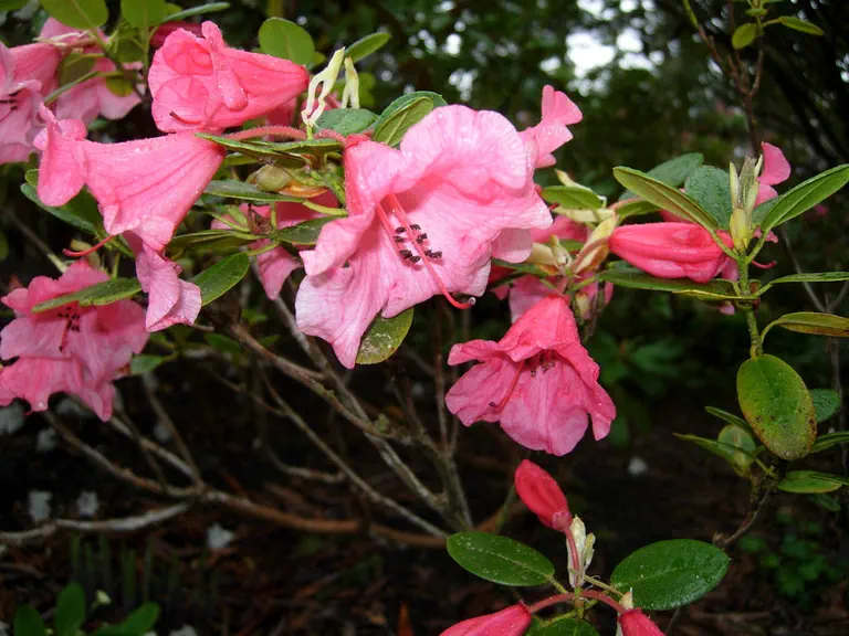 Photo of R. 'Sea Shells', Rhododendron Hybrid