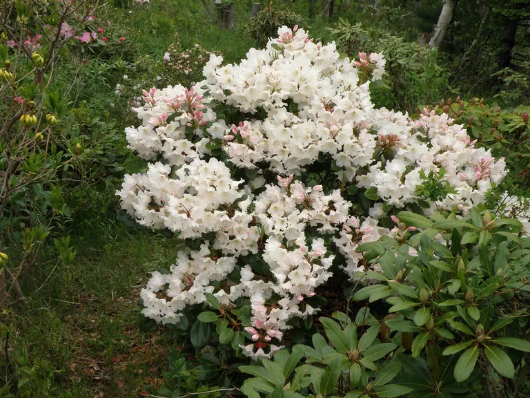 Photo of R. 'Moon Shot', Rhododendron Hybrid