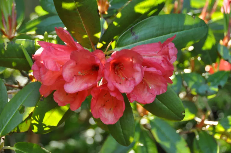 Photo of R. 'Dante Group', Rhododendron Cultivar group