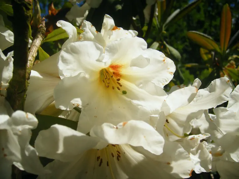 Photo of R. 'Goliath', Rhododendron Hybrid