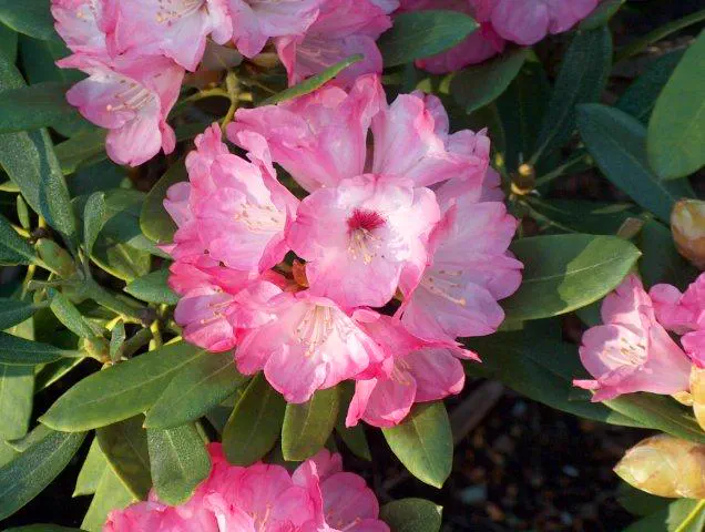 Photo of R. 'Woody's Friggin' Riggin'', Rhododendron Hybrid