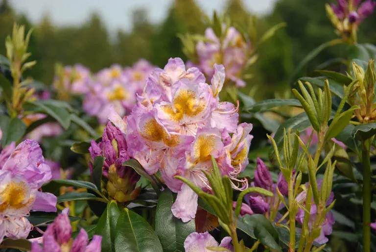 Photo of R. 'Galceador', Rhododendron Hybrid