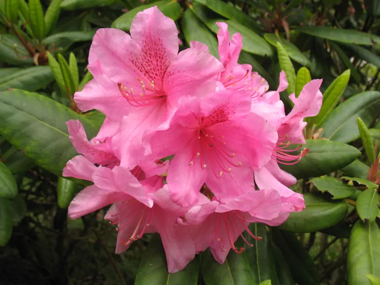 Photo of R. 'Wyandanch Pink', Rhododendron Hybrid