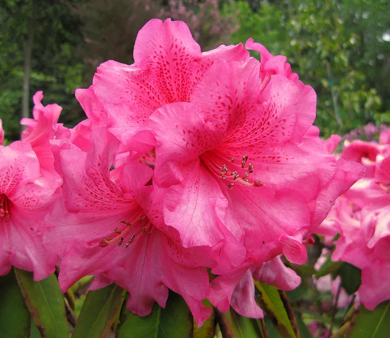 Photo of R. 'Xenophile', Rhododendron Hybrid