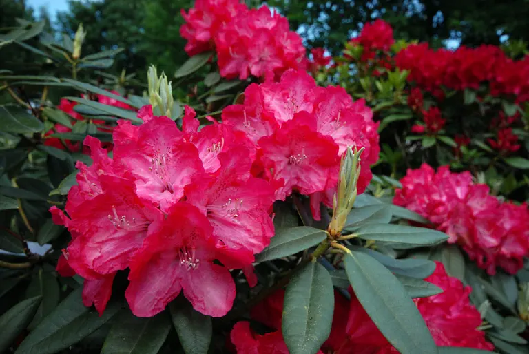 Photo of R. 'Garibaldi', Rhododendron Hybrid