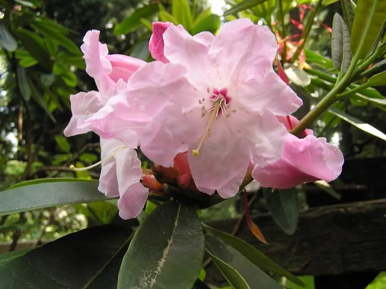 Photo of R. 'Gauntlettii Group', Rhododendron Hybrid