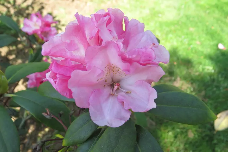 Photo of R. 'Yaku Duke', Rhododendron Hybrid