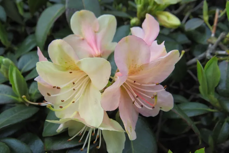 Photo of R. 'Hachmann's Medley', Rhododendron Hybrid