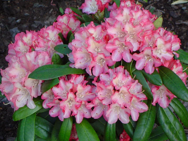 Photo of R. 'Hachmann's Minikin', Rhododendron Hybrid