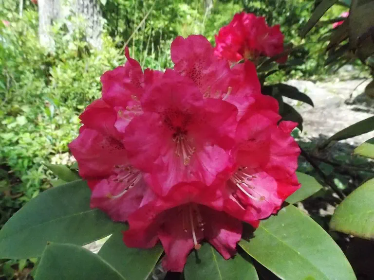 Photo of R. 'Hachmann's Rosarka', Rhododendron Hybrid