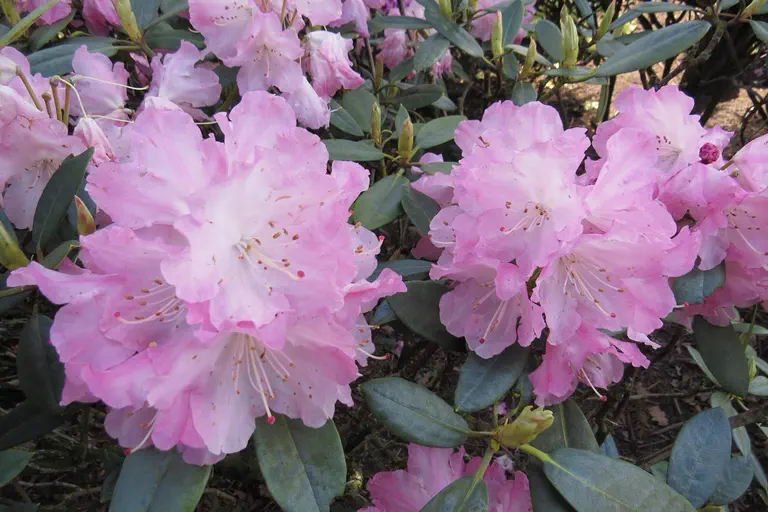 Photo of R. 'Hachmann's Rosenelfe', Rhododendron Hybrid