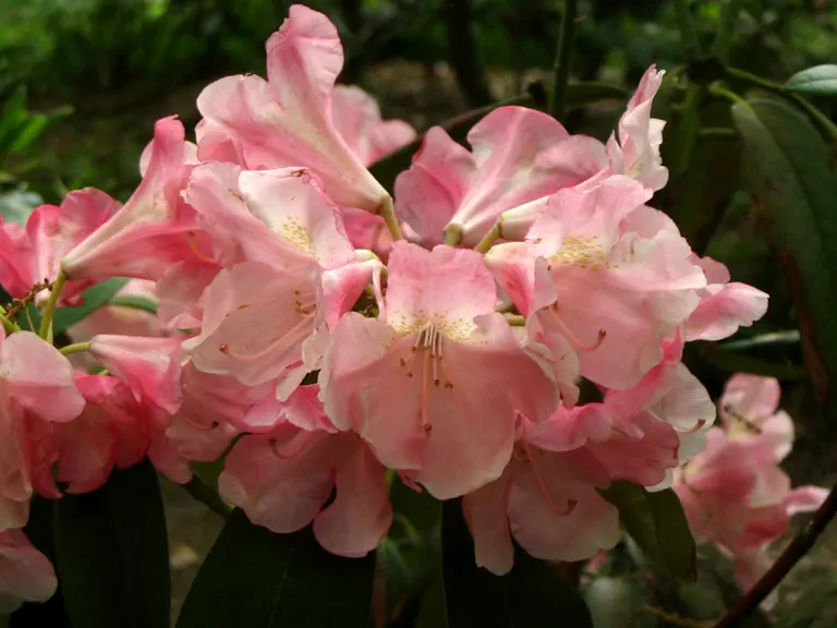Photo of R. 'Yaku Prince', Rhododendron Hybrid