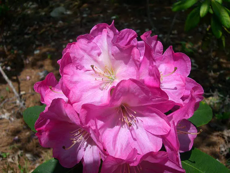 Photo of R. 'Heman Howard', Rhododendron Hybrid