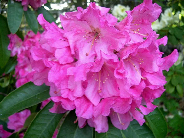 Photo of R. 'Big Dome', Rhododendron Hybrid