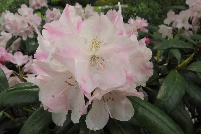 Photo of R. 'Yaku Queen', Rhododendron Hybrid
