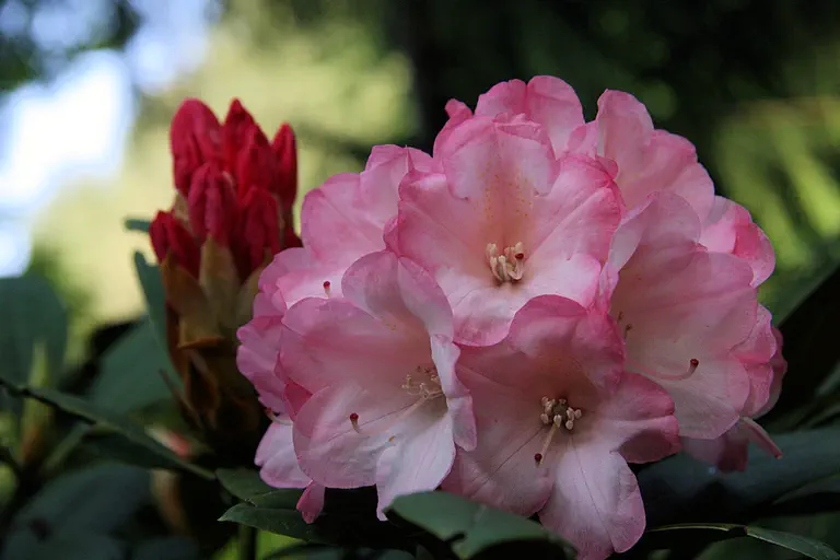 Photo of R. 'Yaku Sunrise', Rhododendron Hybrid